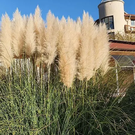 מלון Family Kedara 2*